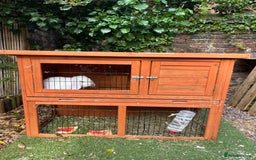 French Lop rabbits for sale: French lop bunny and hutch - Image 9