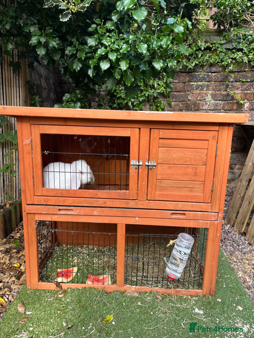 French Lop rabbits for sale: French lop bunny and hutch - Image 9