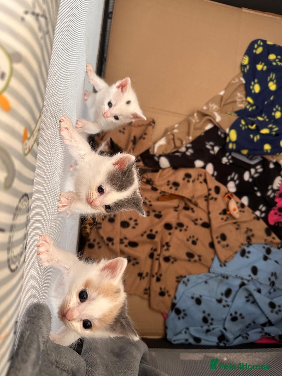 Mixed Breed cats for sale: Ragdoll cross birthed 5 babies in Paignton - Image 1