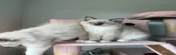Ragdoll cats for sale: Purebred Ragdolls Ready To Leave  in Bradford - Advert 11