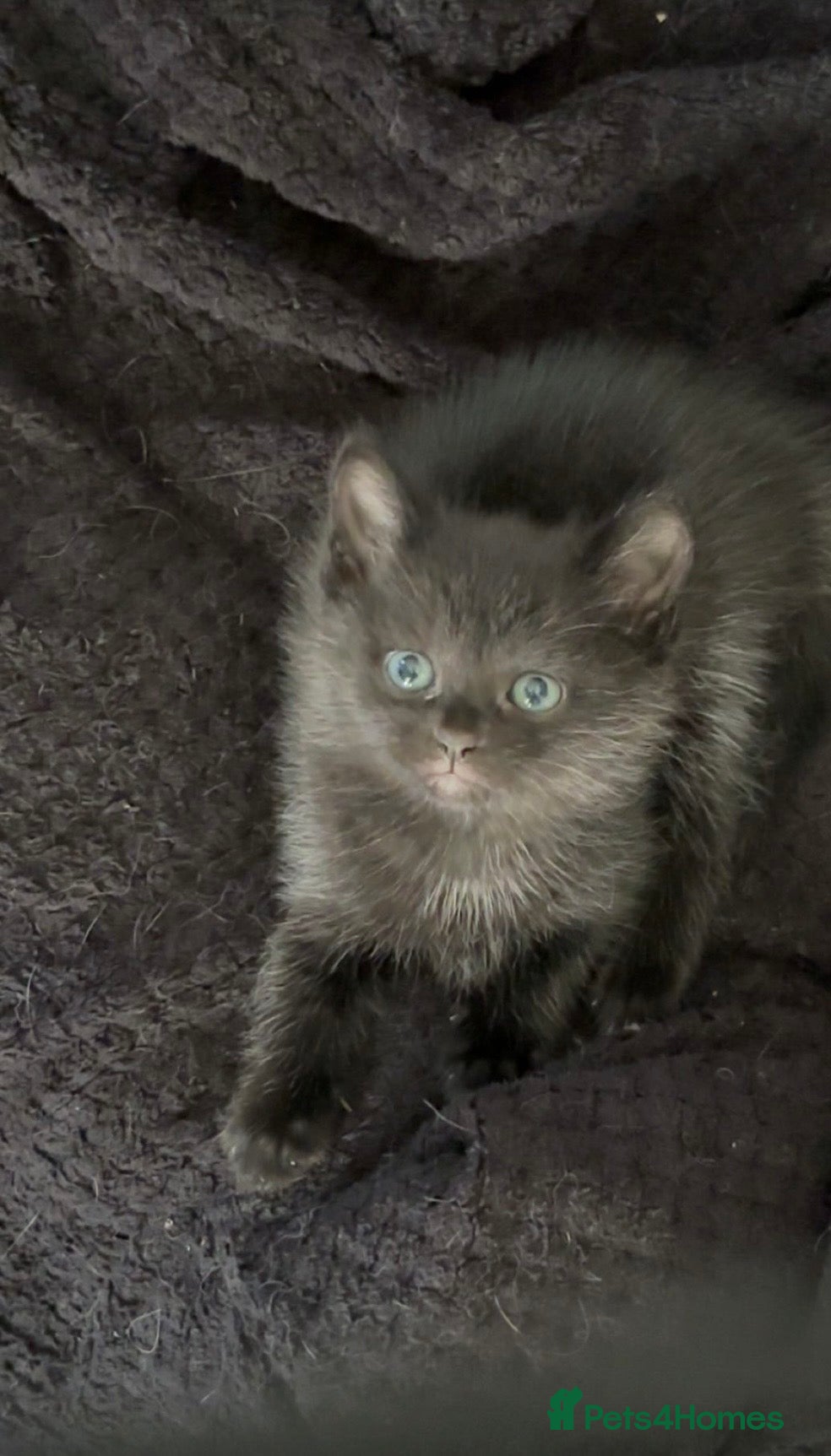 Mixed Breed cats (1 left) !!!! 5kittens for sale  - Advert 9