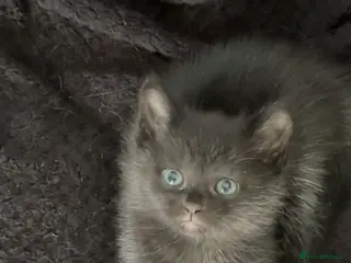 Mixed Breed cats (1 left) !!!! 5kittens for sale - Advert 14