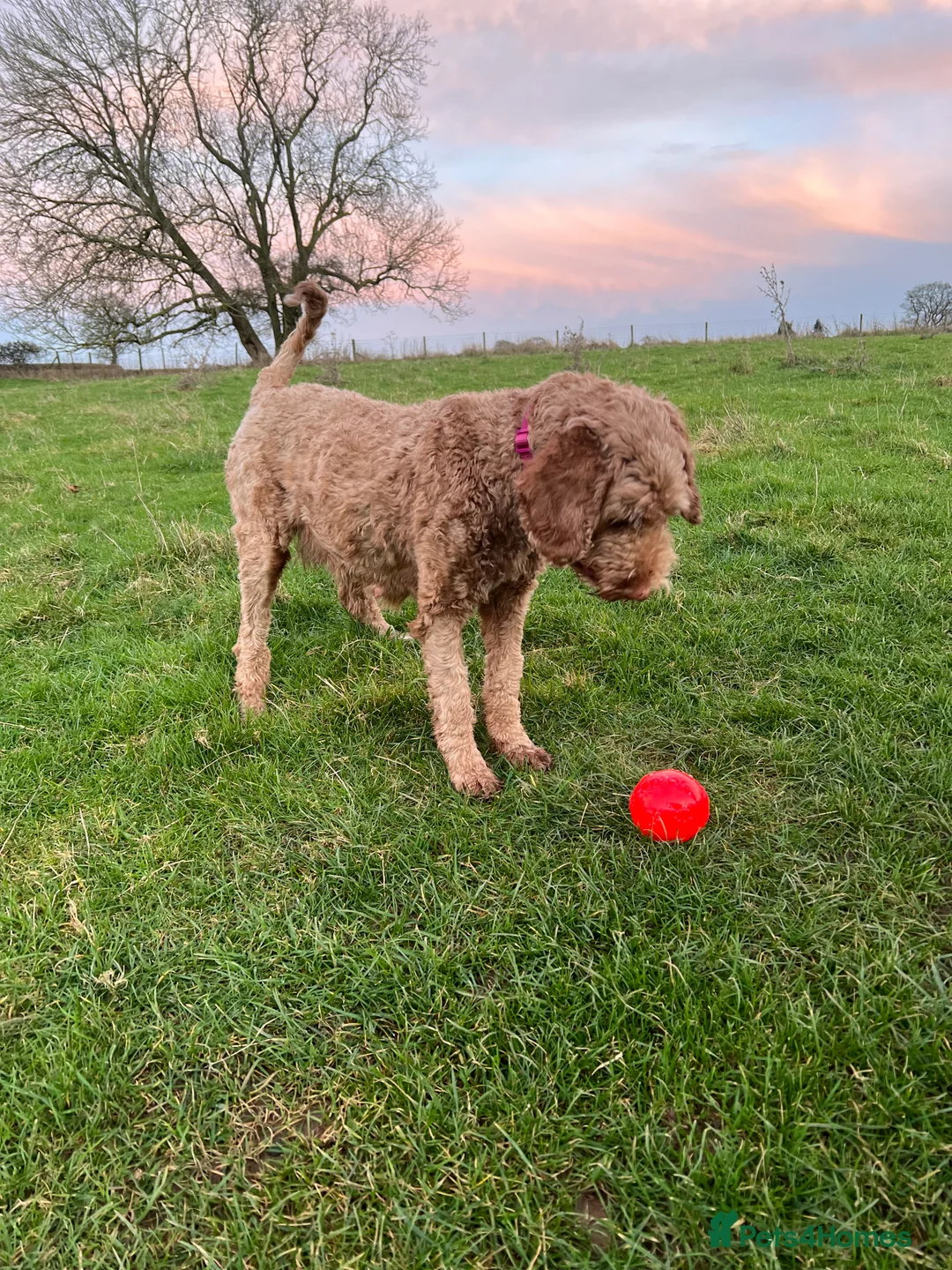 Mixed Breed dogs for sale: Exceptional Australian labradoodle /Double Doodles - Advert 10