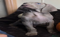 Weimaraner dogs for sale: Stunning Weimaraner pups (KC Registered pedigree)  - Image 26