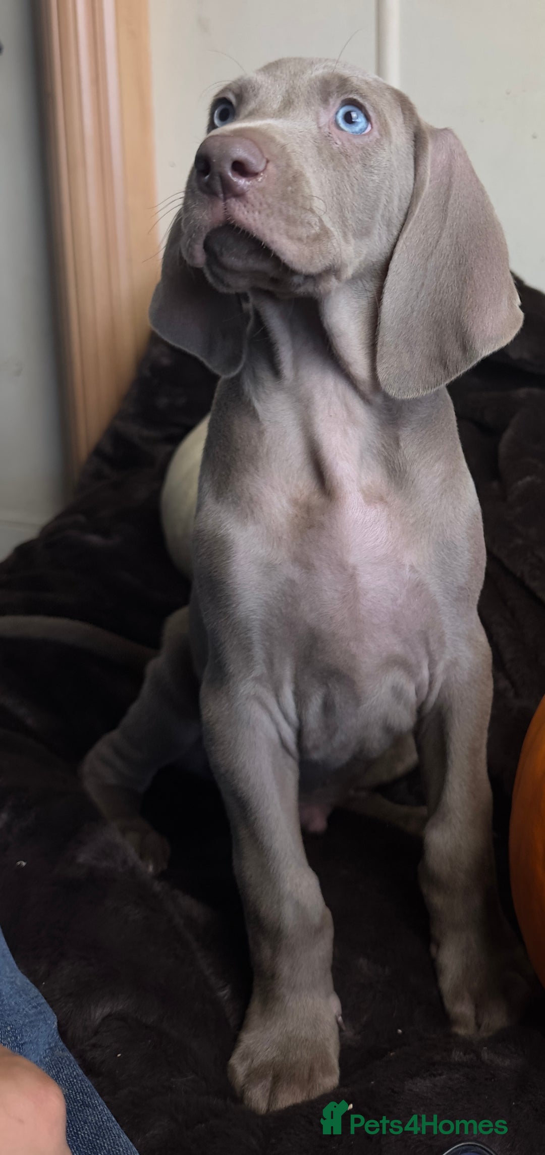 Weimaraner dogs for sale: Stunning Weimaraner pups (KC Registered pedigree)  - Image 26