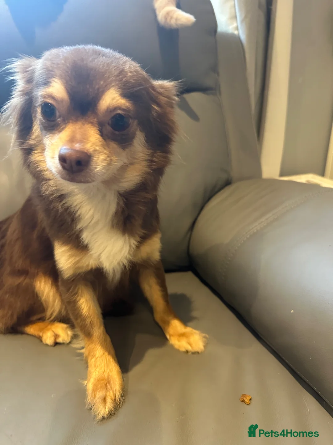 Chihuahua dogs for sale: Long coat Chihuahua puppies for sale  - Advert 1