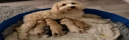Mixed Breed dogs for sale: Tibetan Doodle’s Looking for their Forever Homes - Advert 20