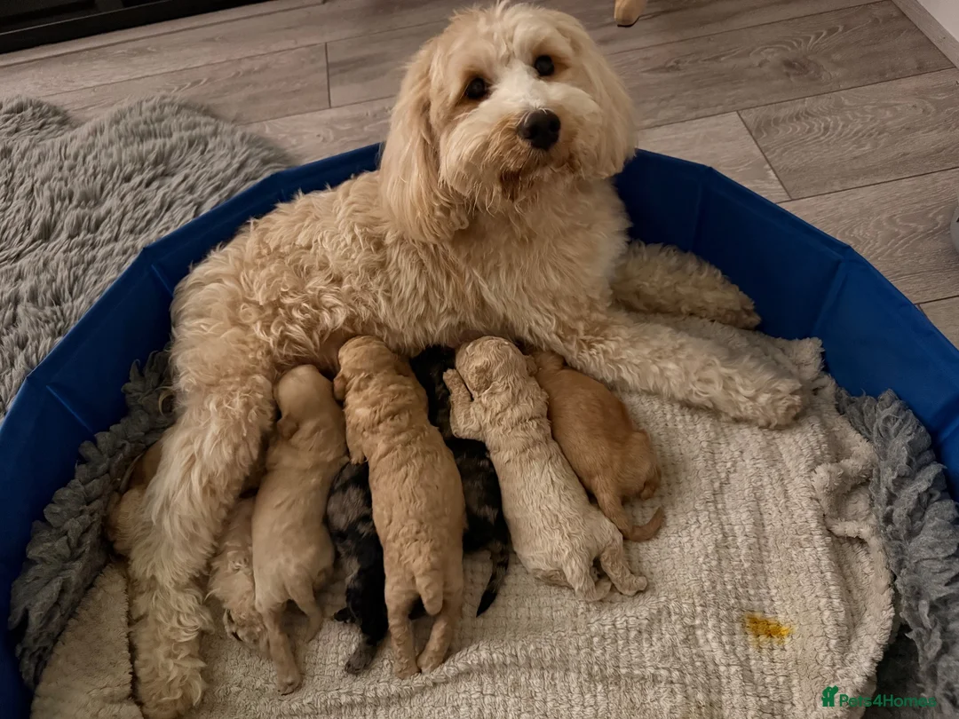 Mixed Breed dogs for sale: Tibetan Doodle’s Looking for their Forever Homes - Advert 20