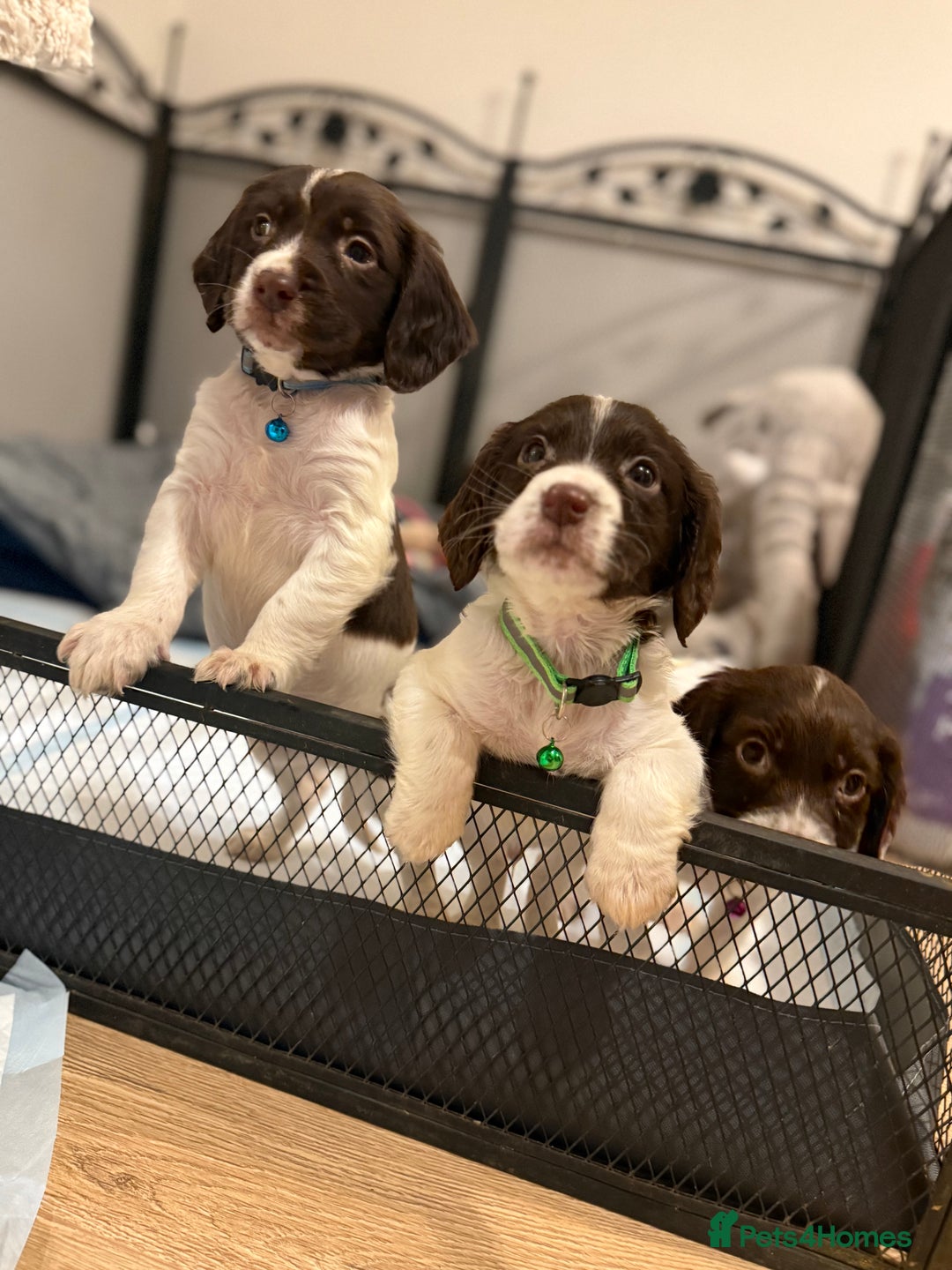 Cocker Spaniel dogs for sale: Cocker spaniel puppies ready for forever home - Advert 15