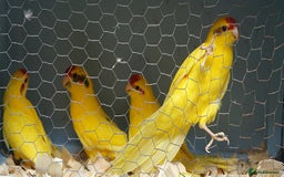 Parakeets birds for sale: kakariki parrots - Image 5