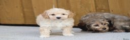 Cockapoo dogs for sale: Cockapoo puppies for sale!  - Advert 8