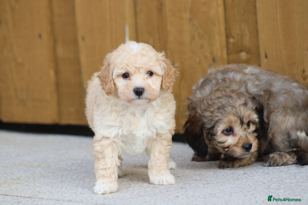 Cockapoo dogs for sale: Cockapoo puppies for sale!  - Advert 8