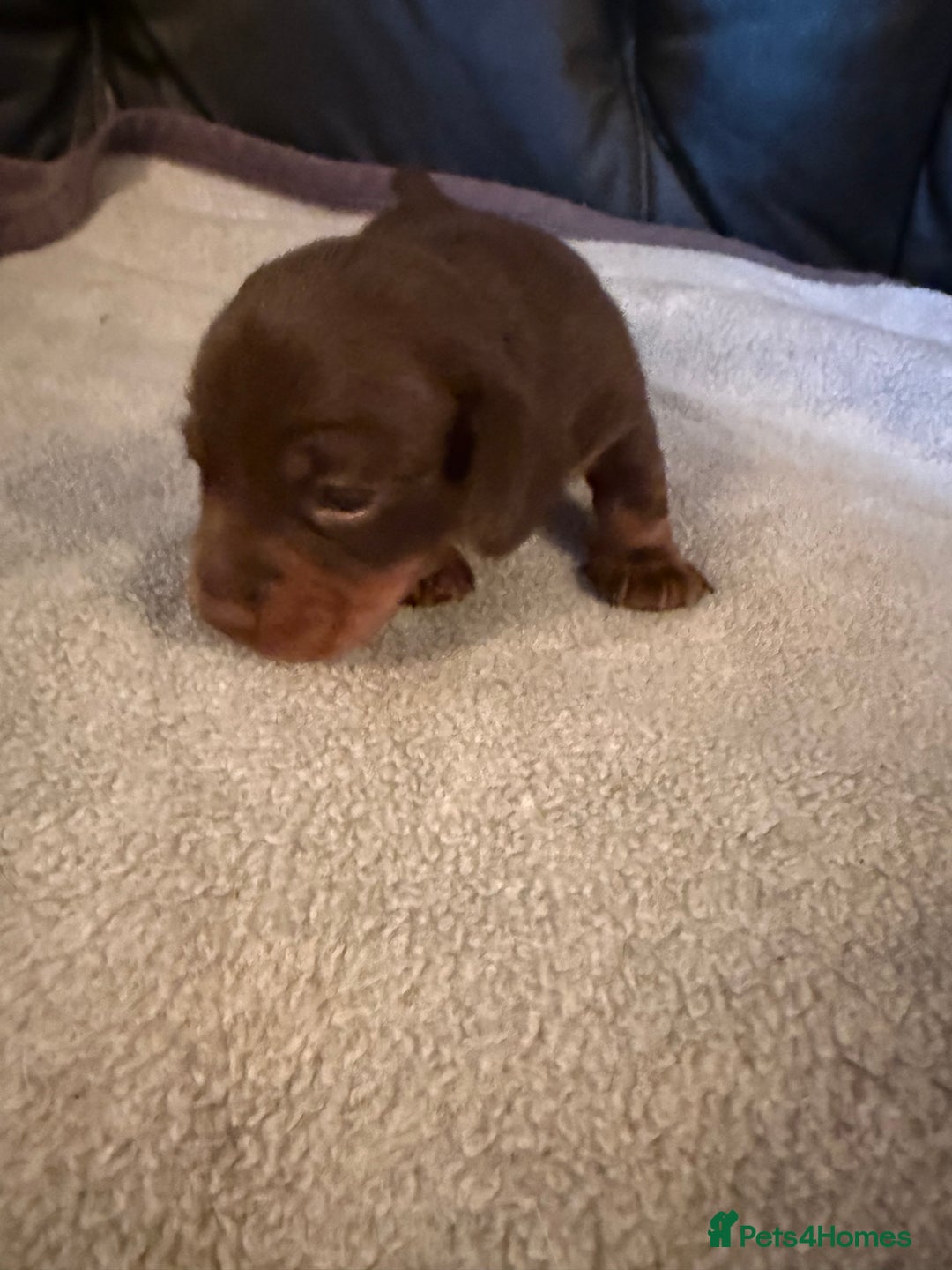 Miniature Dachshund dogs for sale: Miniature Dachshund puppies for sale - Advert 2