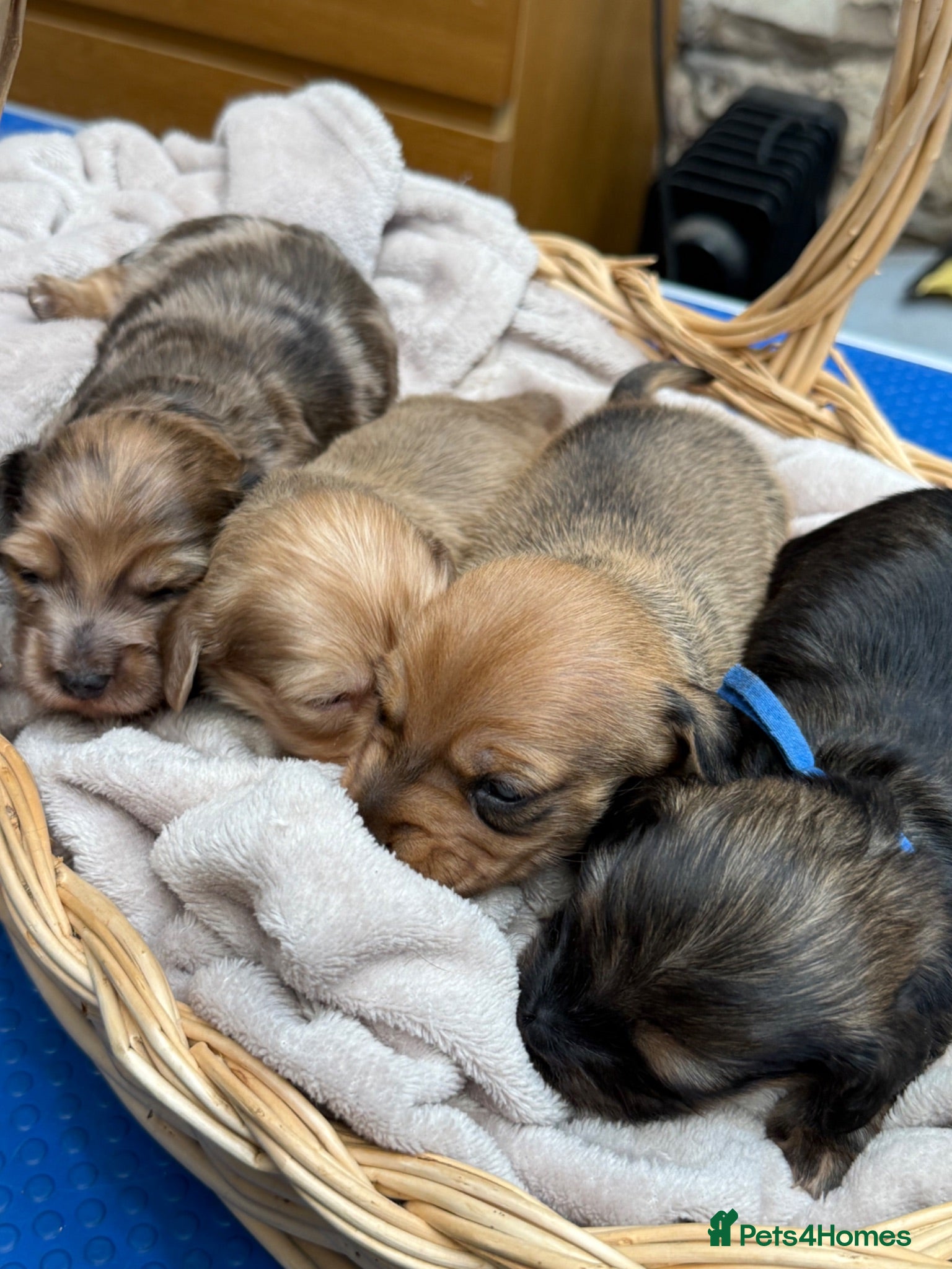 Miniature Dachshund dogs Exceptional long haired miniature Dachshunds - Advert 1