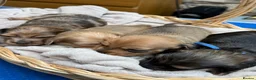 Miniature Dachshund dogs for sale: Exceptional long haired miniature Dachshunds - Advert 1