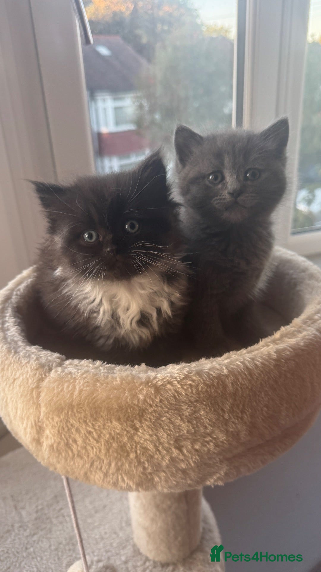 British Shorthair cats Lovely kittens are ready to find their home  - Advert 2