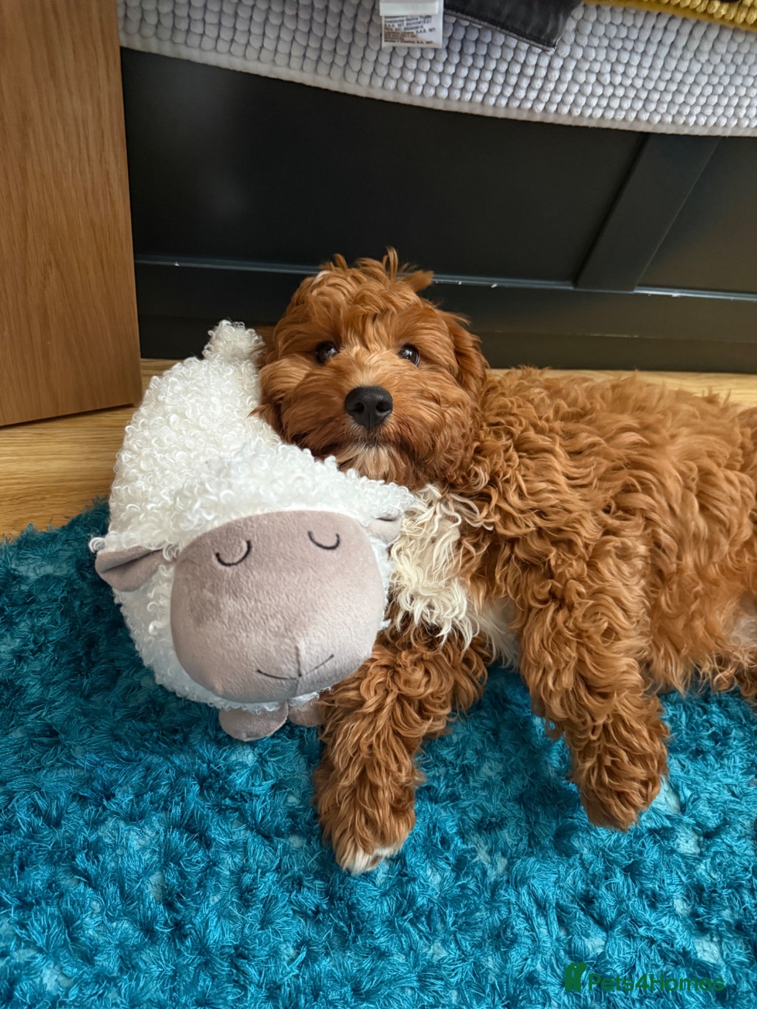 Cavapoo dogs Extensively Health Tested Red Cavapoos - Advert 1