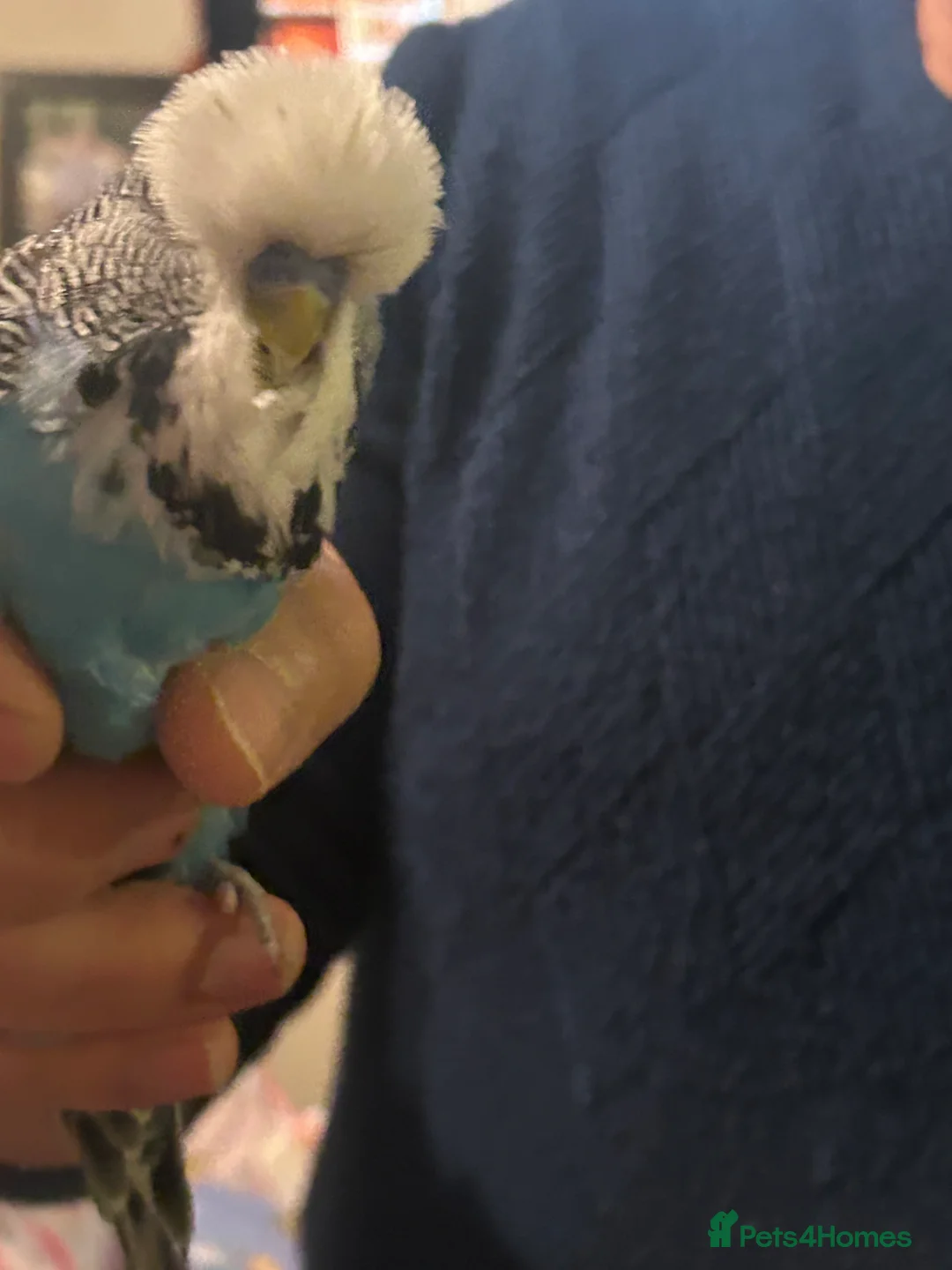 Budgerigars birds for sale: Exhibition BUDGIES - BEAUTIFUL!   - Advert 10