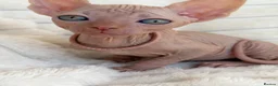 Sphynx cats for sale: 🐾 Beautiful Sphynx Kittens – Raised With Love 🐾 - Advert 6