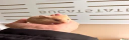 Hamster rodents for sale: Syrian hamster babies in Andover - Advert 8