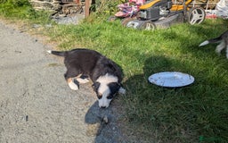 Border Collie dogs for sale: Border Collie Puppies  - Image 4