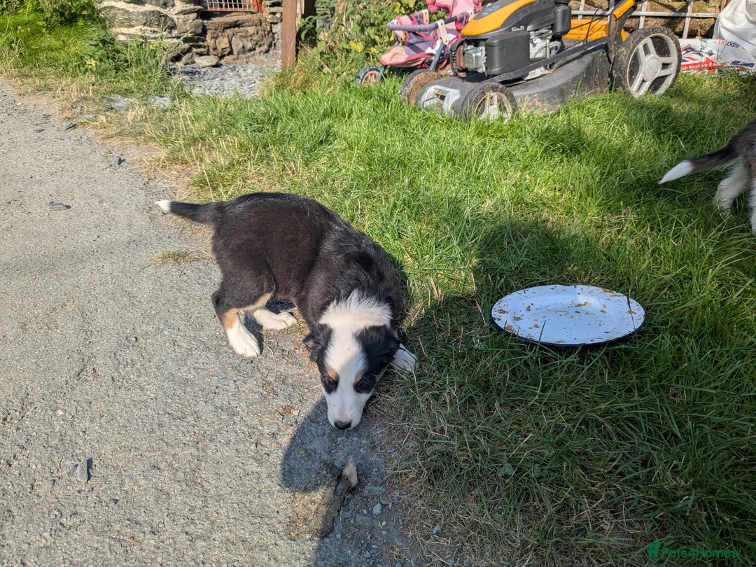 Border Collie dogs for sale: Border Collie Puppies  - Image 4