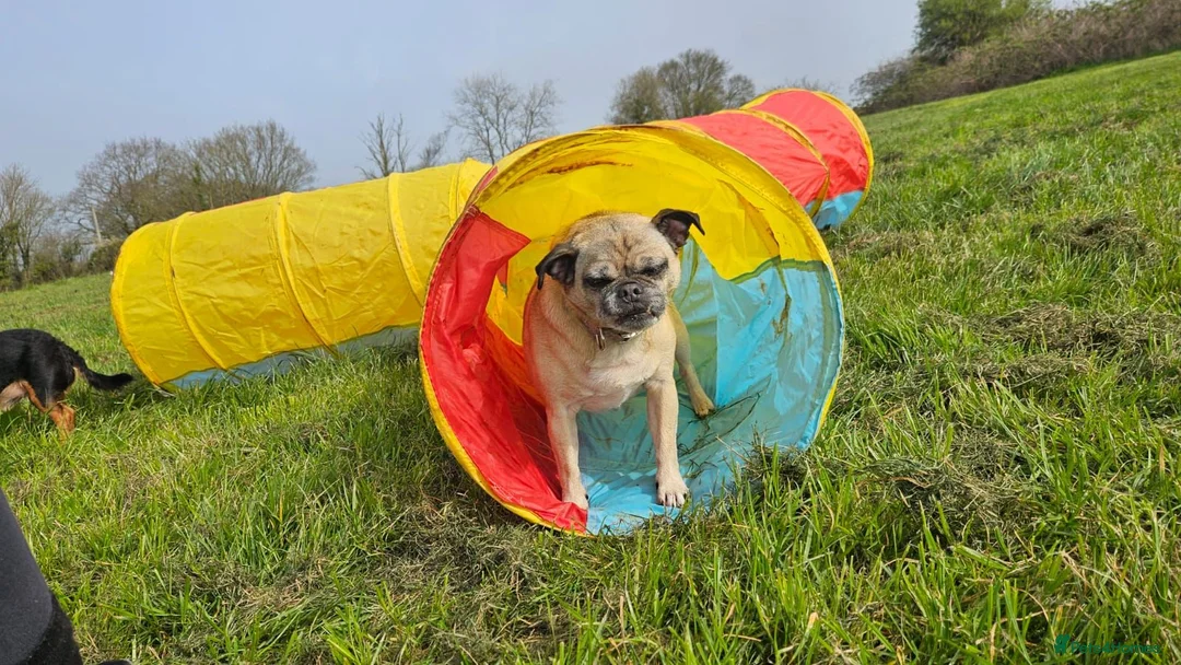 Jug dogs for sale: GIJIT - 11 years old. Loves cuddles 🩷 in Frome - Advert 2