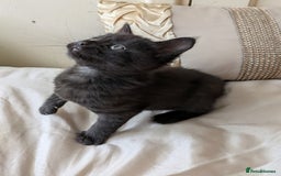 Bengal cats for sale: Purebred Spotted Bengal Kittens Brown Charcoal - Image 19