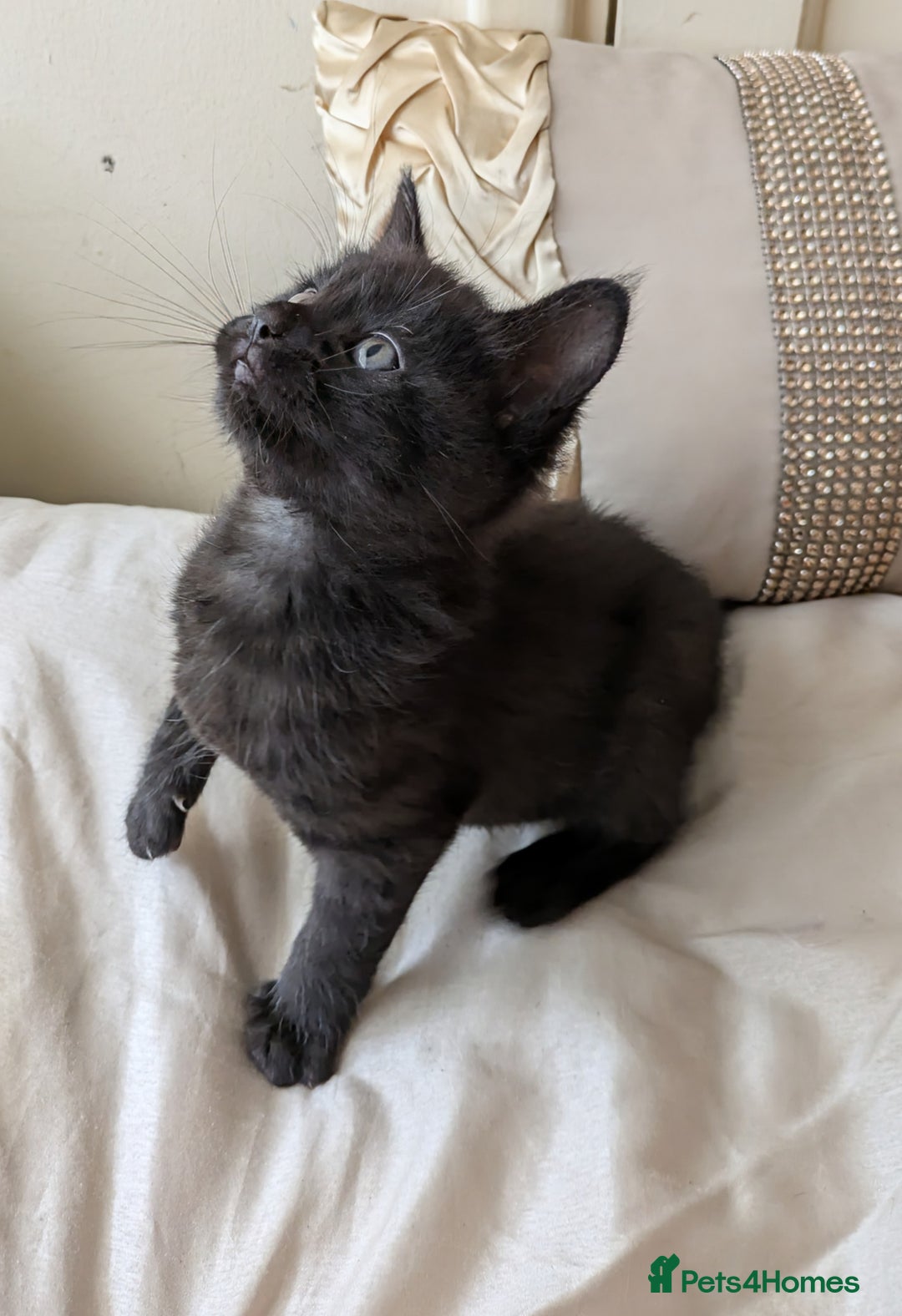 Bengal cats for sale: Purebred Spotted Bengal Kittens Brown Charcoal - Image 19