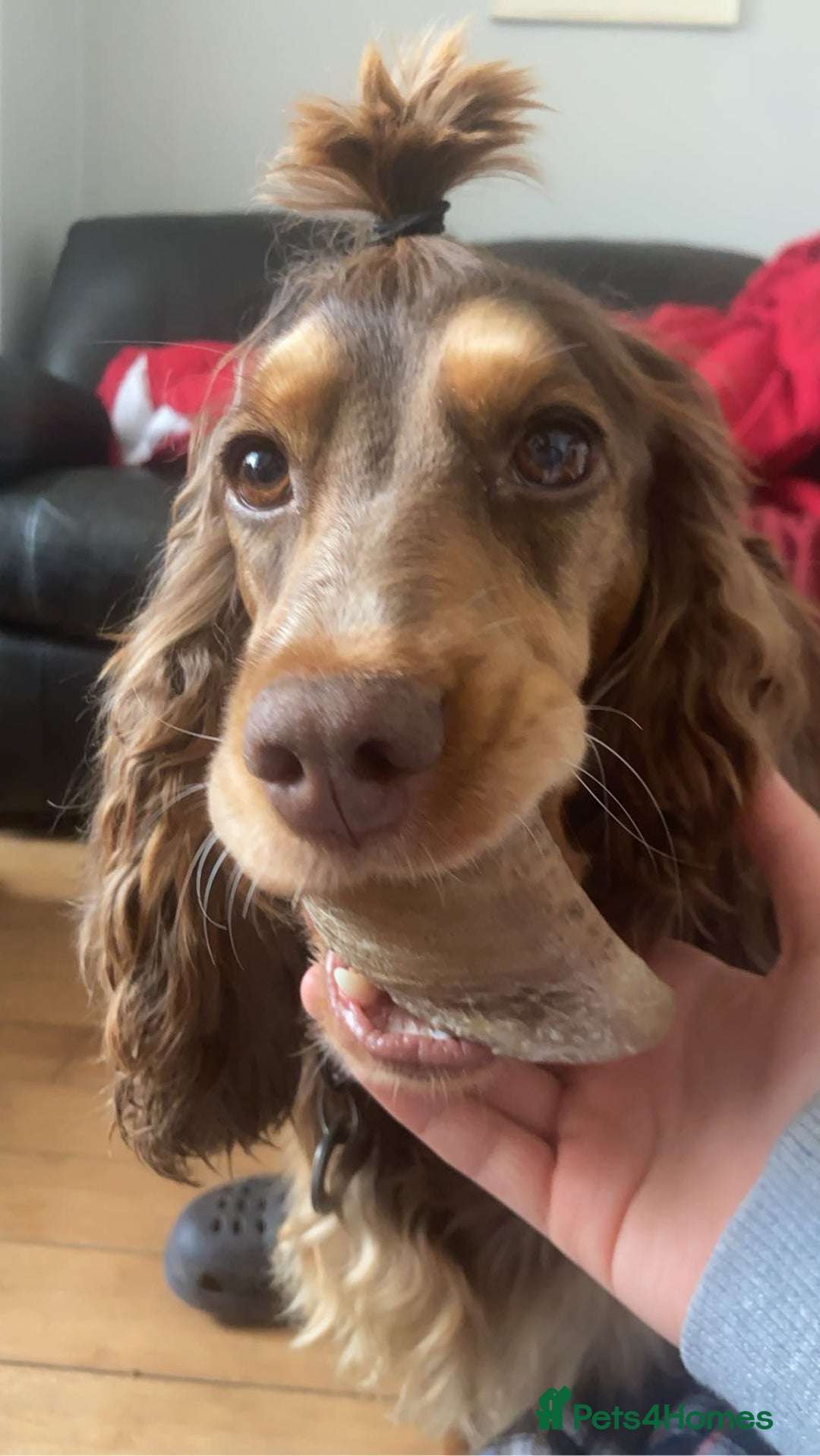 Cocker Spaniel dogs for sale: Beautiful KC Show Cocker girl DNA tested  - Image 3