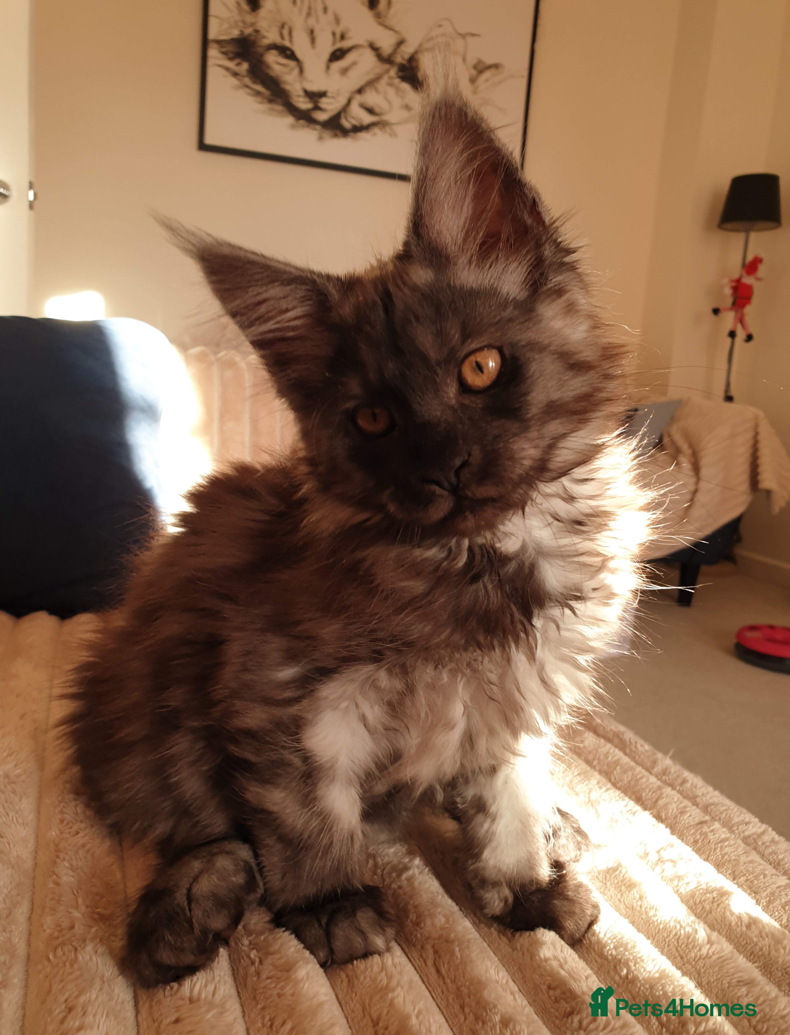 Maine Coon cats Maine coon kittens  - Advert 4