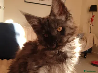 Maine Coon cats Maine coon kittens - Advert 4