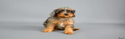 Cavapoo dogs for sale: Cavapoo puppies for sale  - Advert 14