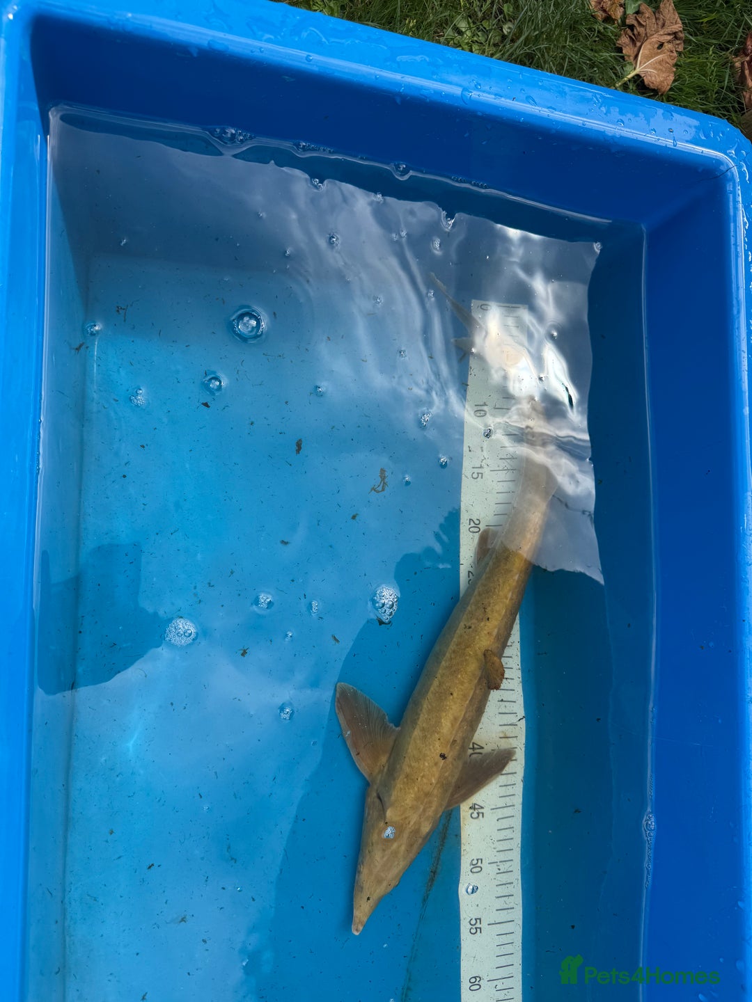 Koi Carp fish for sale: Various koi carp for sale  - Image 40