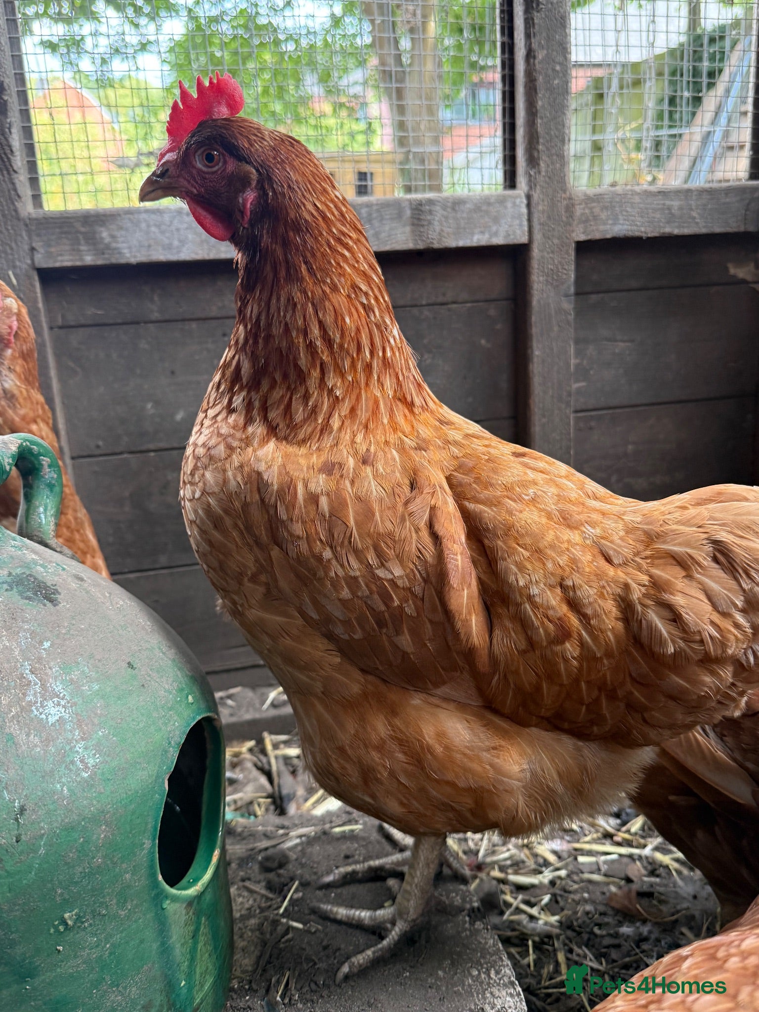 Chickens poultry Laying hens  - Advert 4