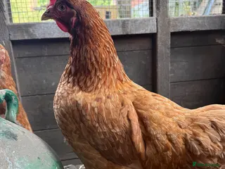 Chickens poultry Laying hens - Advert 4