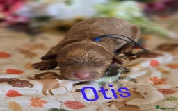 Cockapoo dogs for sale: American cockerpoo licensed Breeder health tested  - Image 4