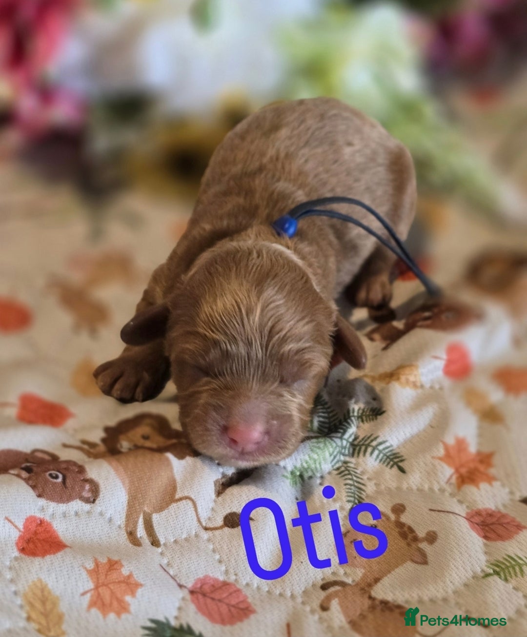 Cockapoo dogs for sale: American cockerpoo licensed Breeder health tested  - Image 4