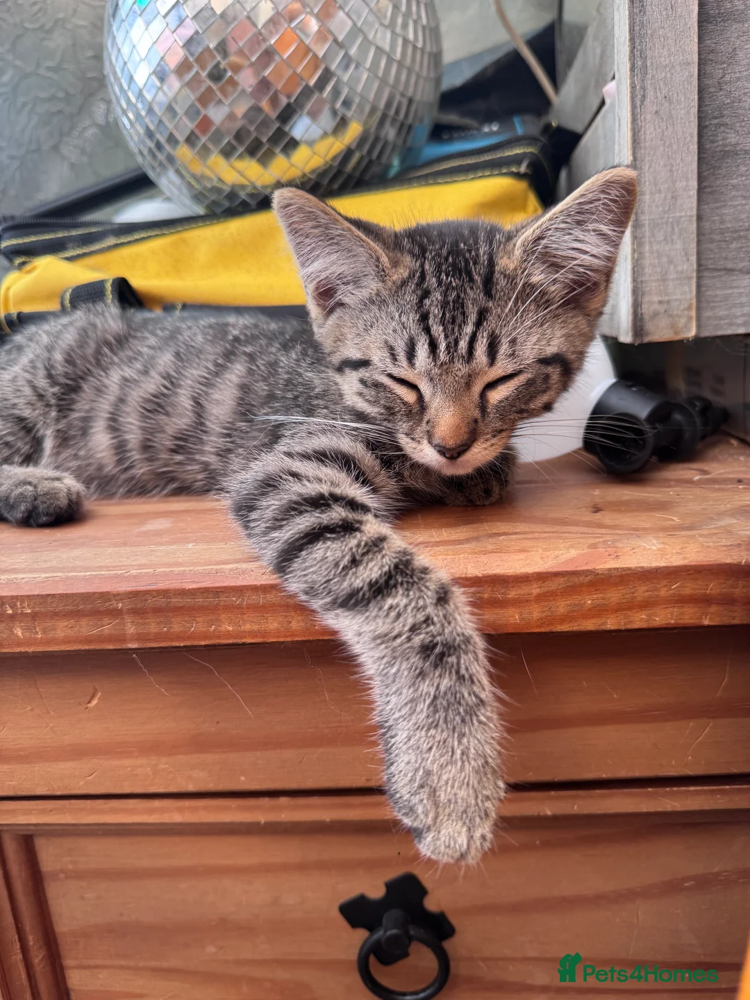 Maine Coon cats for sale: Manecoon x Munchkin  - Advert 2