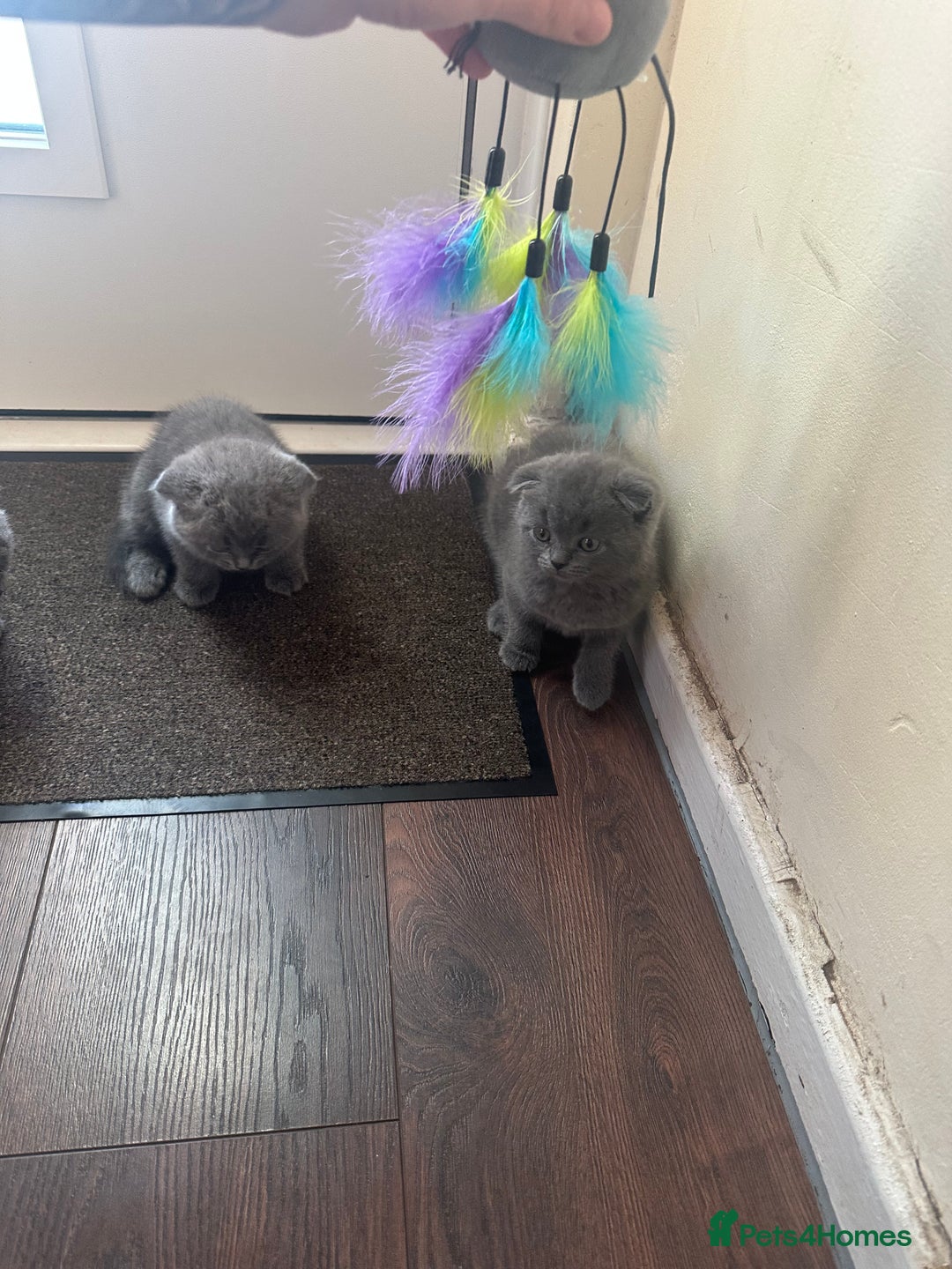 Scottish Fold cats for sale: Scottish fold - Image 2