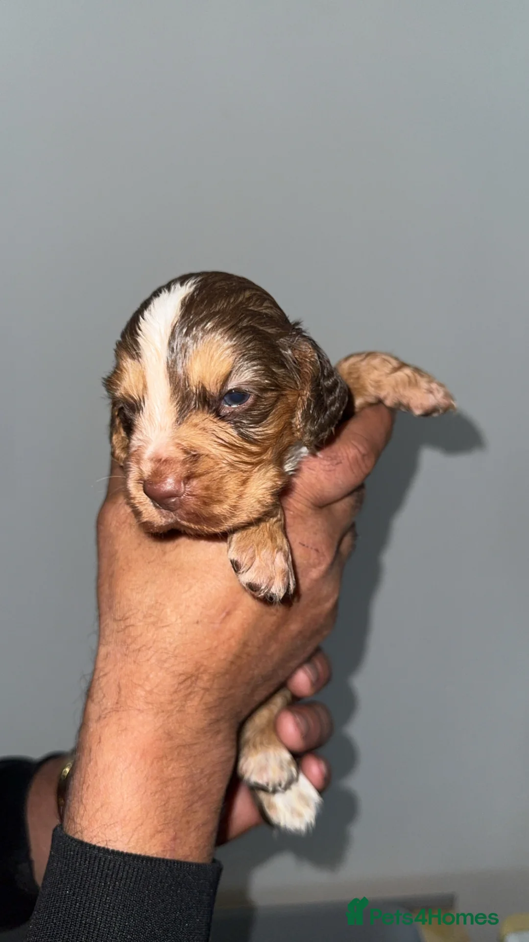 Cocker Spaniel dogs for sale: Full pedigree beautiful show cocker spaniels  - Advert 14