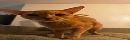 Abyssinian cats for sale: Silver Fawn Abyssinian - Advert 2