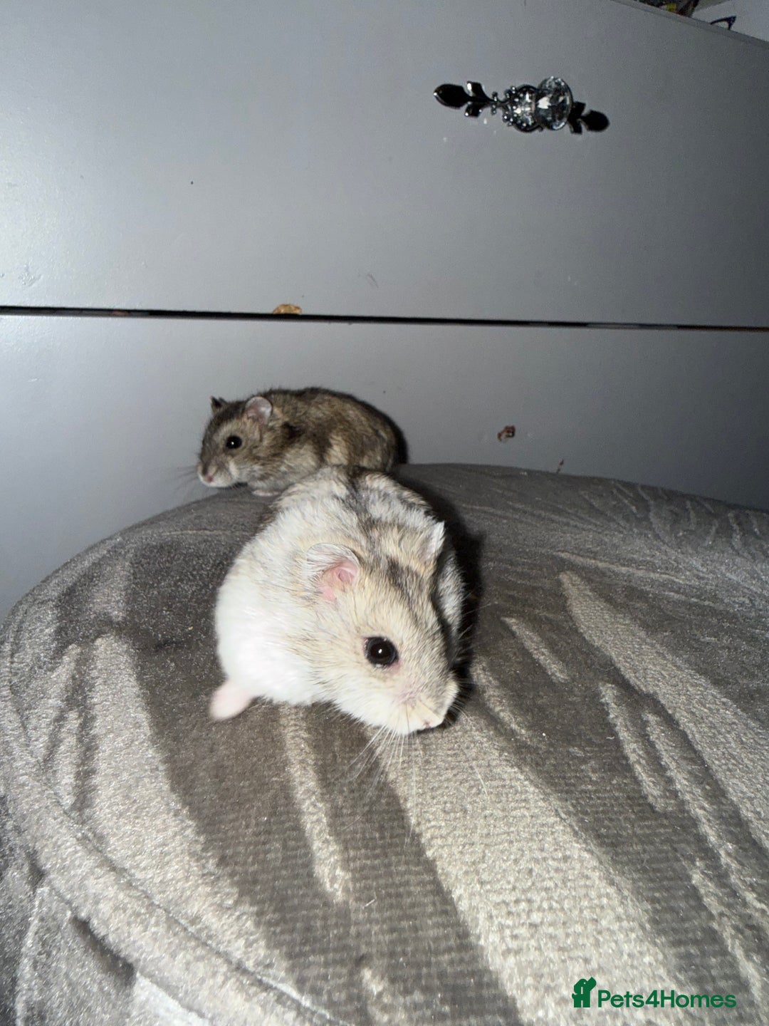 Hamster rodents for sale: 🐹Sweet baby hamsters-two girls left!🐾🩷 - Advert 4