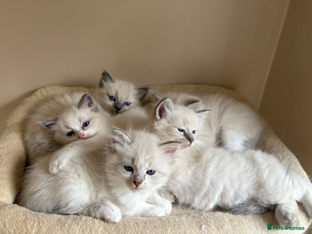Ragdoll cats for sale: 5 beautiful GCCF Ragdoll kittens - Image 25