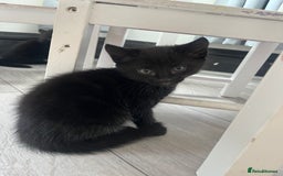 Mixed Breed cats for sale: 3 kittens for sale  - Image 5