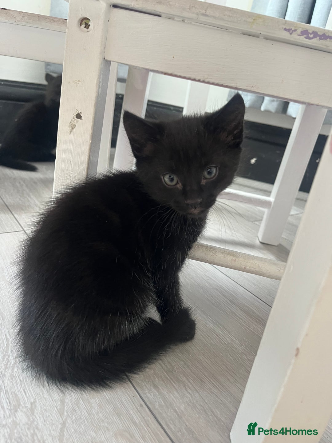 Mixed Breed cats for sale: 3 kittens for sale  - Image 5