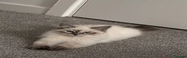Siberian Kitten 1