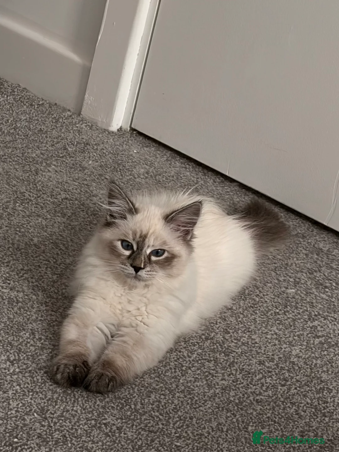 Siberian cats for sale: TICA and GCCF registered pure Siberian (rehome) in Liverpool - Advert 2