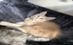 Maine Coon cats for sale: Pedigree TICA Registered Maine Coon Kittens - Image 29