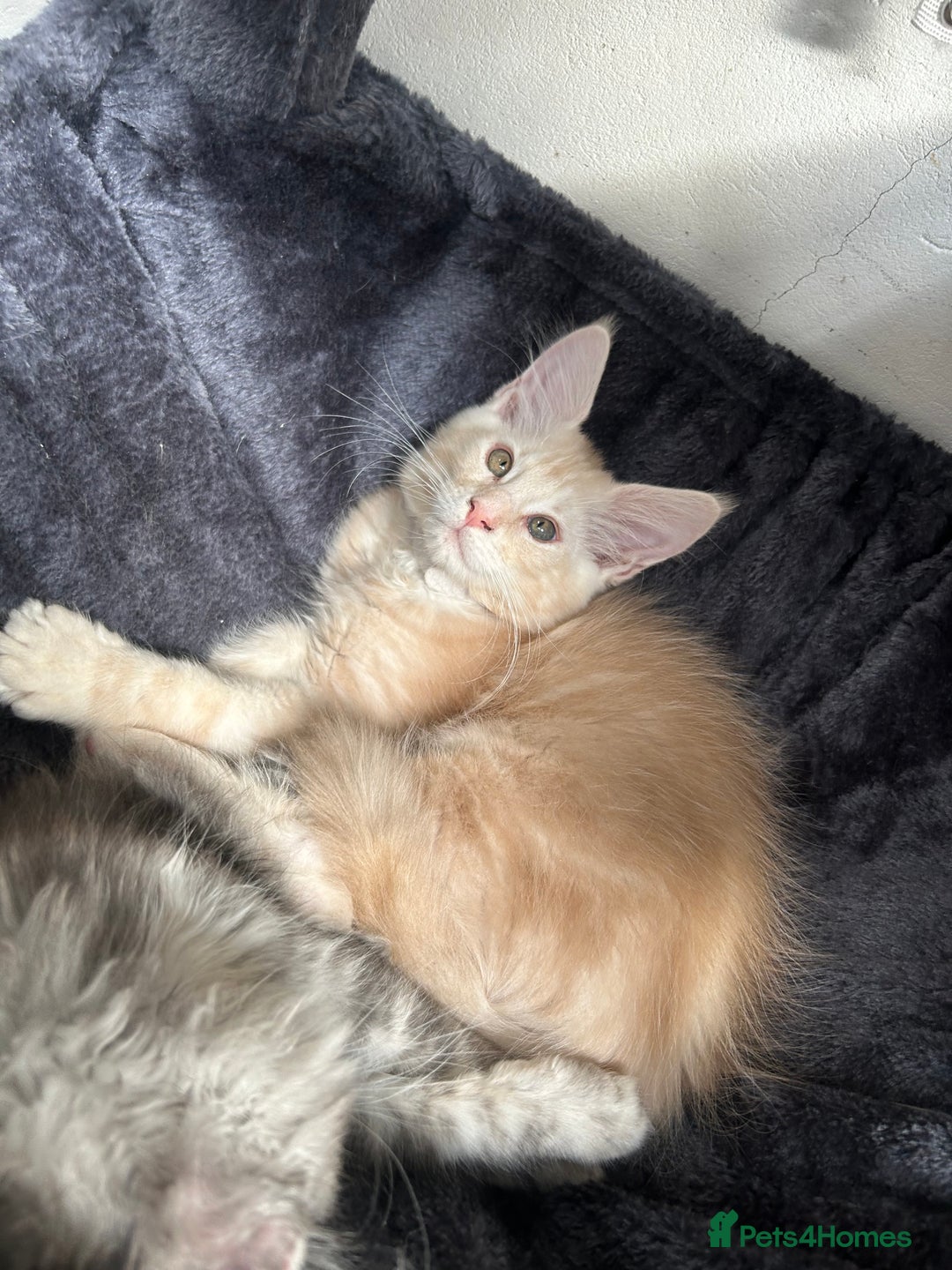 Maine Coon cats for sale: Pedigree TICA Registered Maine Coon Kittens - Image 29